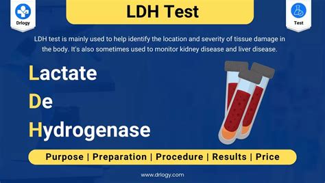 LDH (Lactate Dehydrogenase) Test: What It Is & Results.